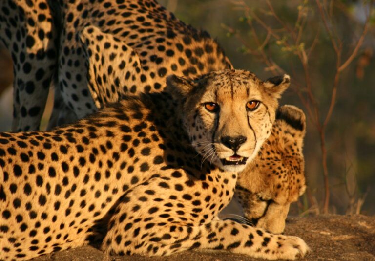 two cheetahs close up
