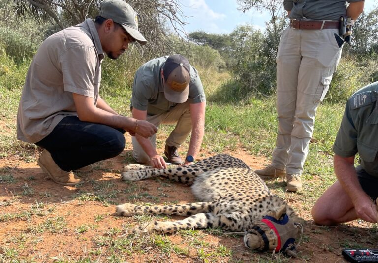 Conservation staff with a sedated cheetah